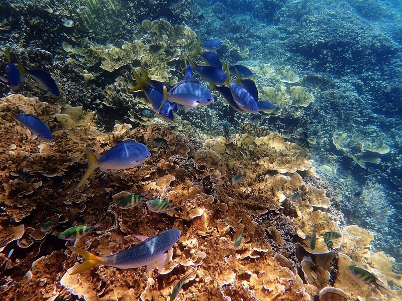 Diving in the Great Barrier Reef, Australia